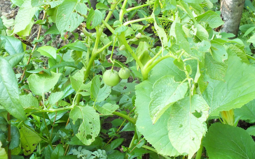 Gözlerine inanamadılar! Ektikleri patatesler domates verdi - Resim: 4