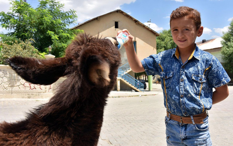 Muş'ta 4 aylıkken annesi ölen sıpaya sahip çıktılar! Özsüz sıpa beldenin maskotu oldu - Resim: 3