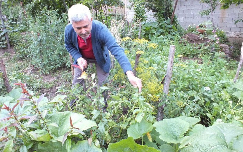 Gözlerine inanamadılar! Ektikleri patatesler domates verdi - Resim: 1