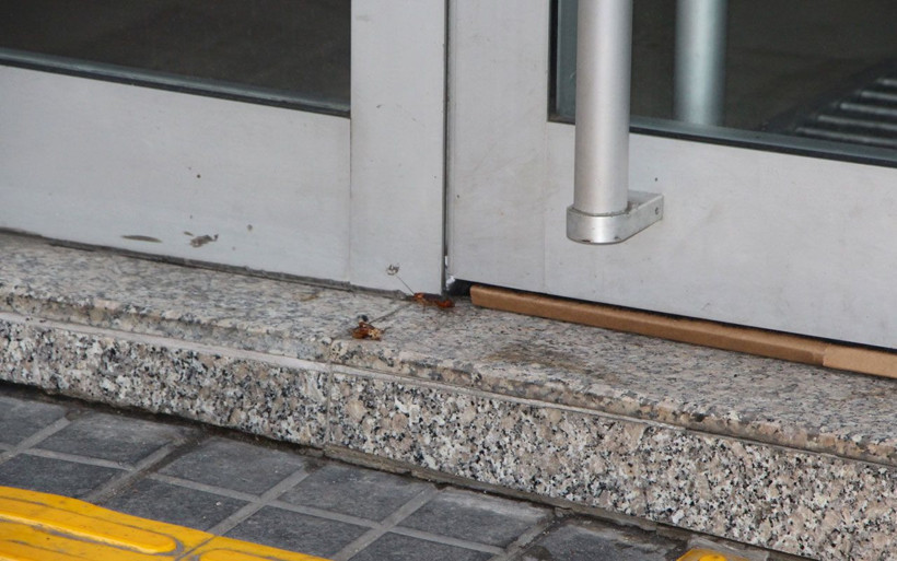 Trabzon’un en işlek caddesinde tehlike saçan böcek istilası Vatandaş neye uğradığını şaşırdı - Resim: 1