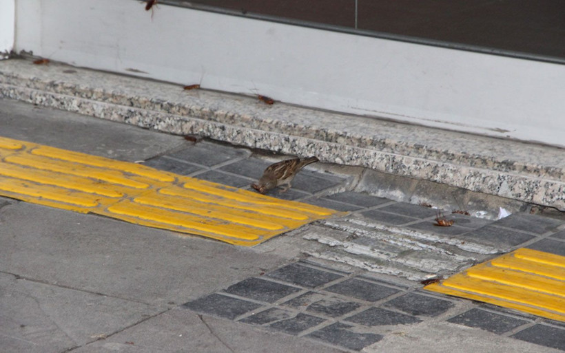 Trabzon’un en işlek caddesinde tehlike saçan böcek istilası Vatandaş neye uğradığını şaşırdı - Resim: 4