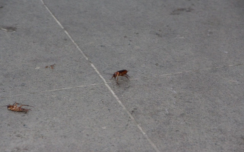 Trabzon’un en işlek caddesinde tehlike saçan böcek istilası Vatandaş neye uğradığını şaşırdı - Resim: 3