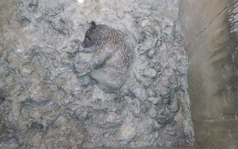 Tavuk üretim çiftliğinde foseptiğe düşen ayı kurtarıldı - Resim: 1