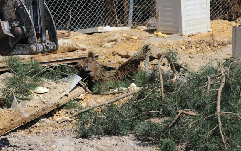 Tavuk üretim çiftliğinde foseptiğe düşen ayı kurtarıldı - Resim: 2