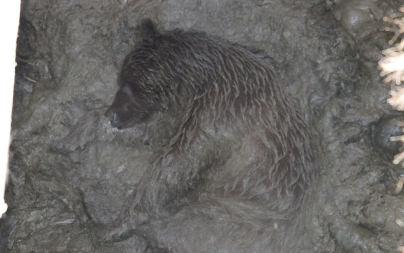 Tavuk üretim çiftliğinde foseptiğe düşen ayı kurtarıldı - Resim: 3