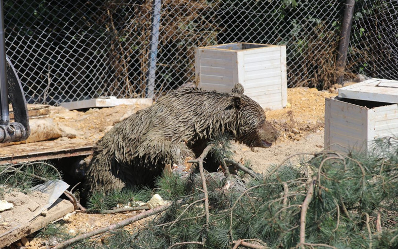 Tavuk üretim çiftliğinde foseptiğe düşen ayı kurtarıldı - Resim: 4