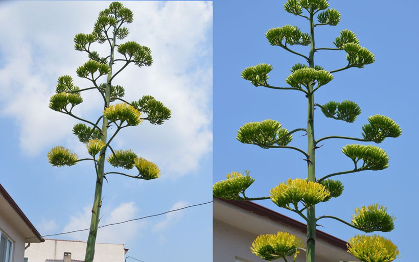 Adını daha önce duymadınız! 30 yıl sonra Silivri'de çiçek açan çiçek şaşırttı - Resim: 2