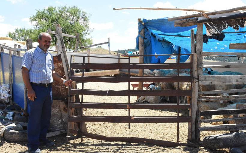 40 koyunu çalınınca dünyası başına yıkıldı hırsızlara seslendi - Resim: 1