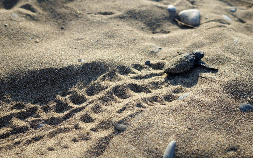 Akdeniz'de nesilleri tükenmek üzere! Binlercesinden sadece birkaçı hayatta kalıyor - Resim: 3