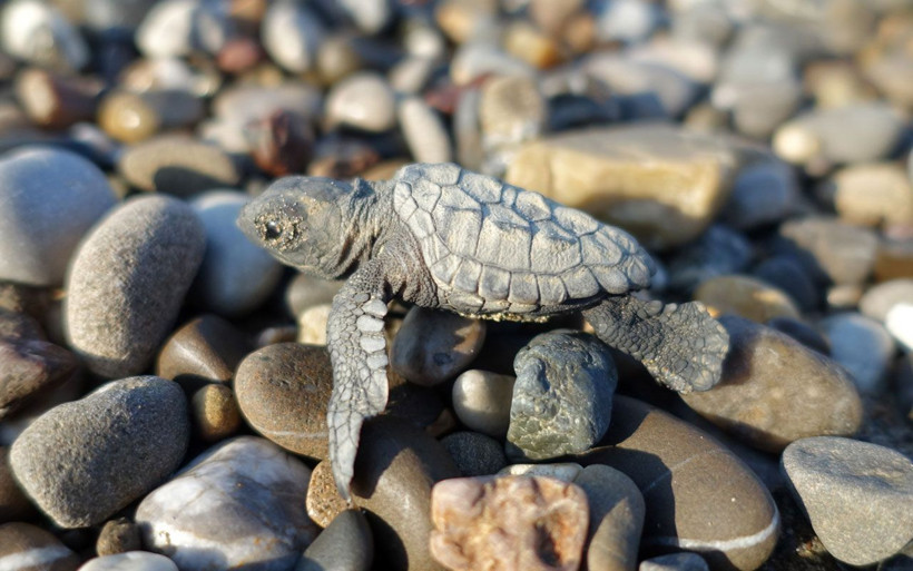 Akdeniz'de nesilleri tükenmek üzere! Binlercesinden sadece birkaçı hayatta kalıyor - Resim: 4