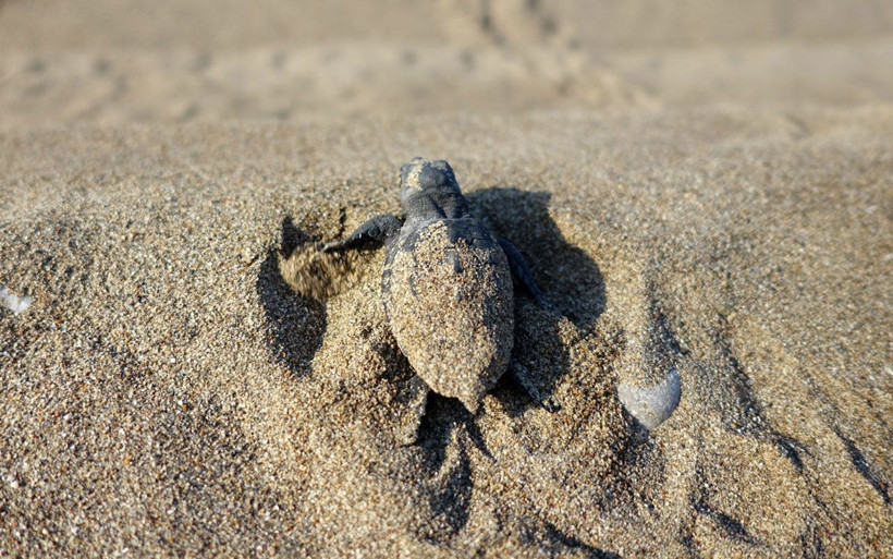 Akdeniz'de nesilleri tükenmek üzere! Binlercesinden sadece birkaçı hayatta kalıyor - Resim: 2