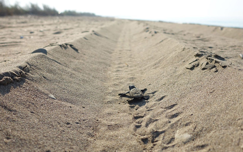 Akdeniz'de nesilleri tükenmek üzere! Binlercesinden sadece birkaçı hayatta kalıyor - Resim: 1
