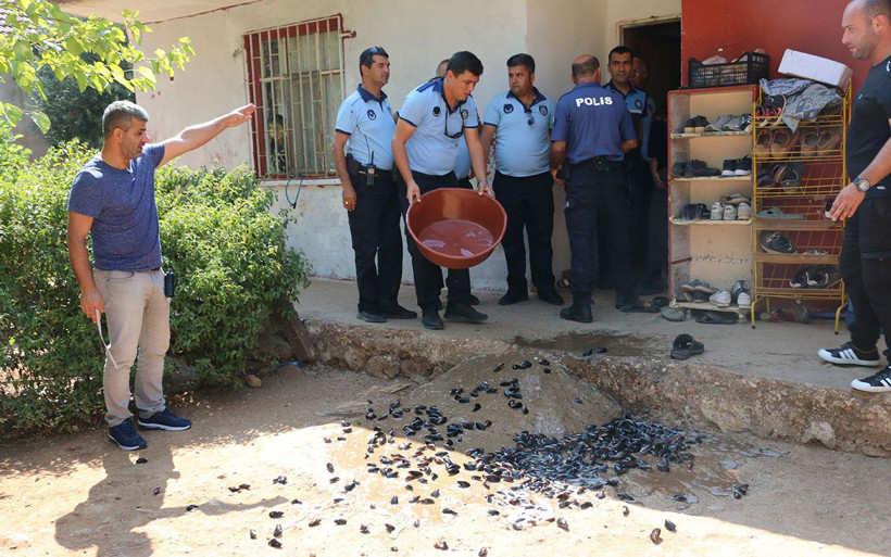 Antalya'da sağlıksız koşullardaki midyelere el konuldu - Resim: 1
