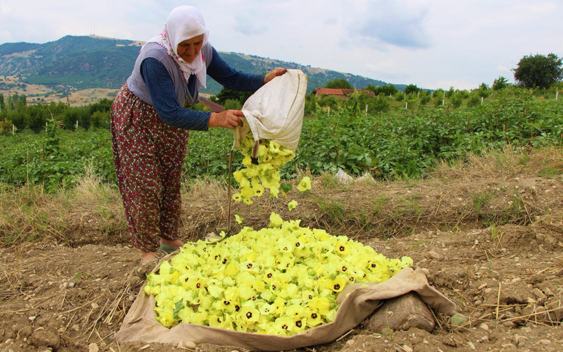 Amasya’nın çeyrek altını bunlar! Çiçek bamyasının kilosu 100 lira - Resim: 1