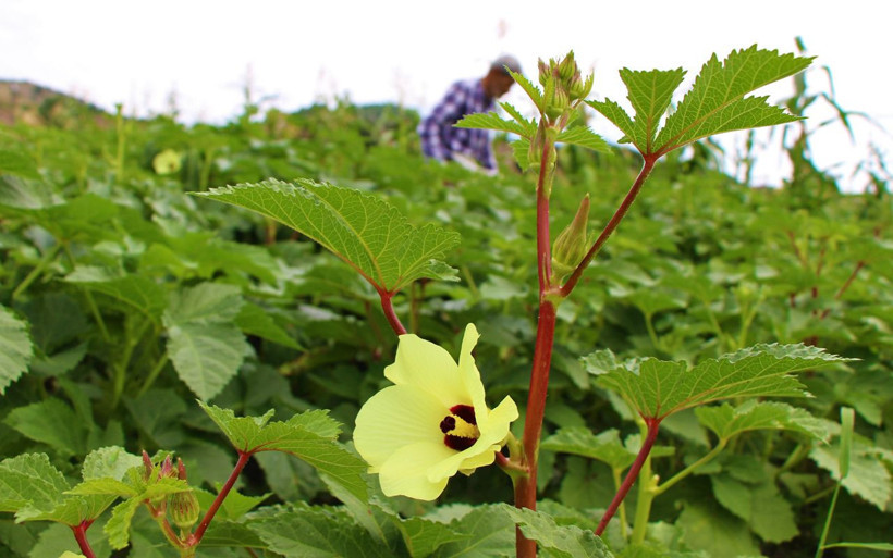 Amasya’nın çeyrek altını bunlar! Çiçek bamyasının kilosu 100 lira - Resim: 2