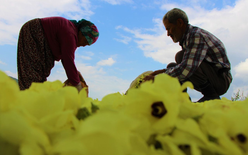 Amasya’nın çeyrek altını bunlar! Çiçek bamyasının kilosu 100 lira - Resim: 3