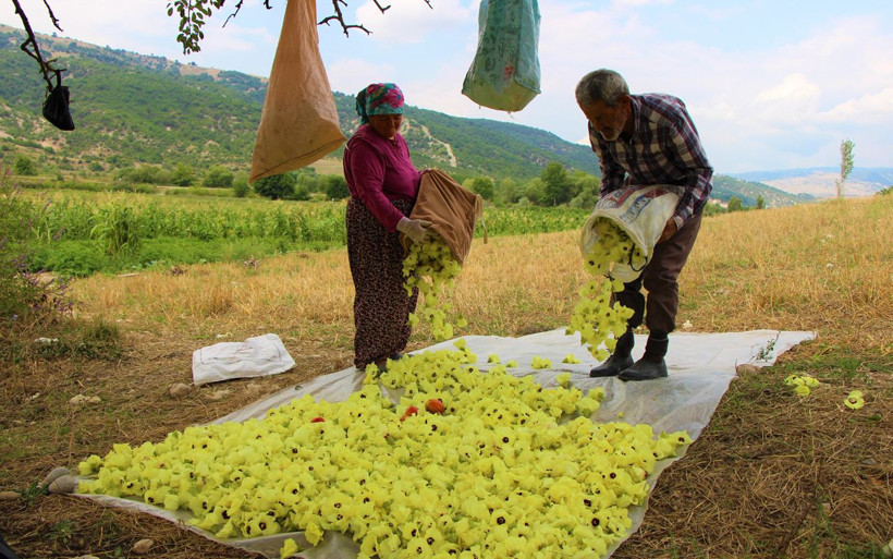 Amasya’nın çeyrek altını bunlar! Çiçek bamyasının kilosu 100 lira - Resim: 4