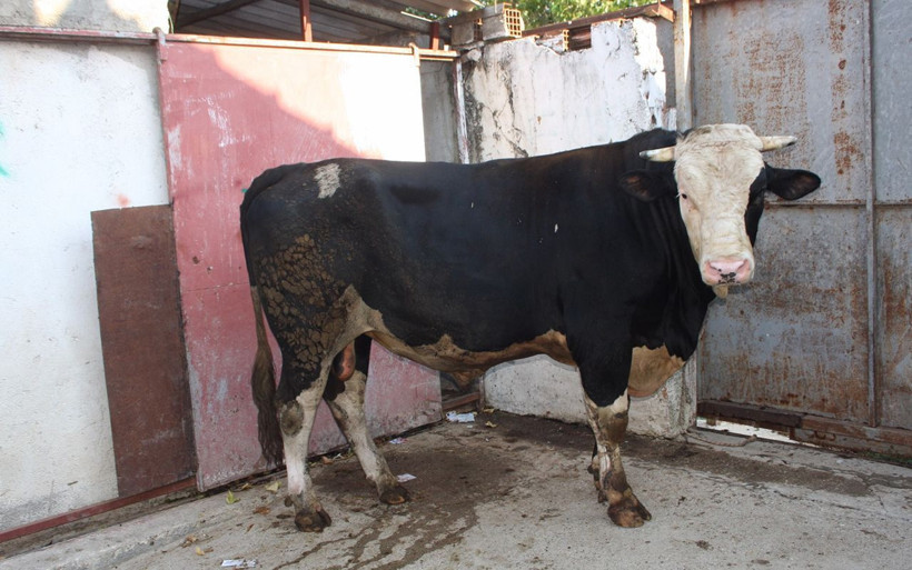 Antalya'da 1,3 tonluk Paşa alıcısını bekliyor - Resim: 1