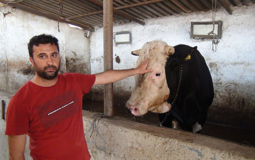 Antalya'da 1,3 tonluk Paşa alıcısını bekliyor - Resim: 3