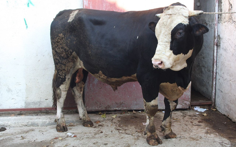 Antalya'da 1,3 tonluk Paşa alıcısını bekliyor - Resim: 4