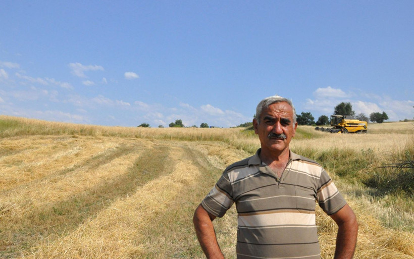 Kastamonu'da genetiği bozulmayan tek buğday türü siyezin hasadı başladı - Resim: 2