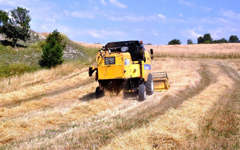Kastamonu'da genetiği bozulmayan tek buğday türü siyezin hasadı başladı - Resim: 3