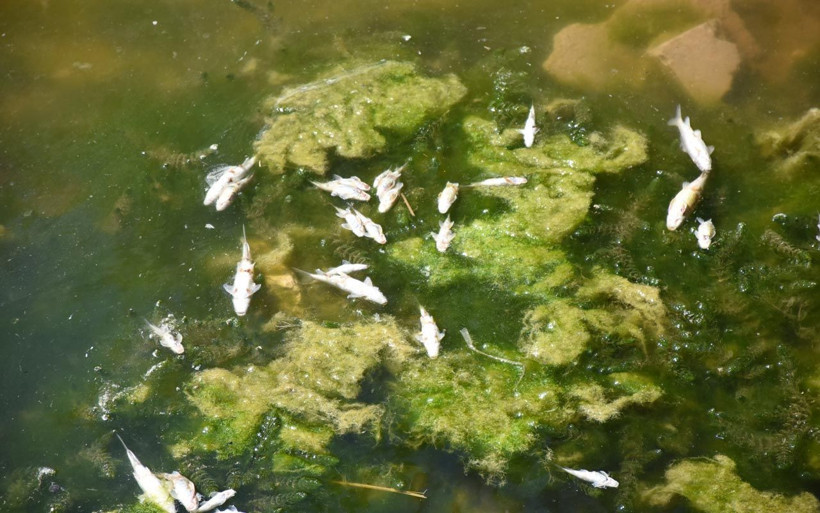 Çalışma nedeniyle suyu kesilince kanaldaki balıklar telef oldu - Resim: 1