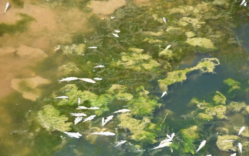 Çalışma nedeniyle suyu kesilince kanaldaki balıklar telef oldu - Resim: 2