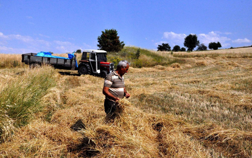 Kastamonu'da genetiği bozulmayan tek buğday türü siyezin hasadı başladı - Resim: 1