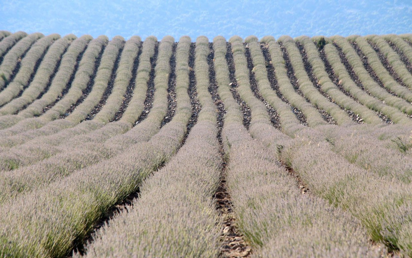 Her ilden gelen var Burdur'da 375 dekarlık alan ziyaretçi akınına uğradı - Resim: 2