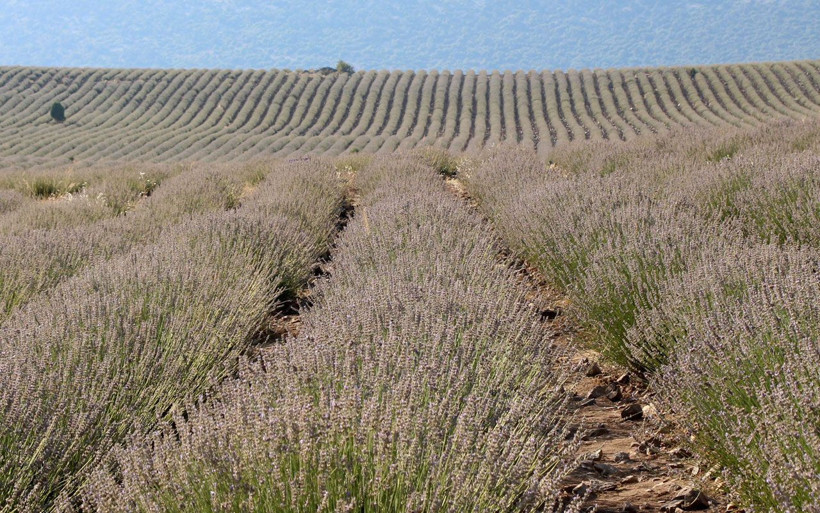 Her ilden gelen var Burdur'da 375 dekarlık alan ziyaretçi akınına uğradı - Resim: 4