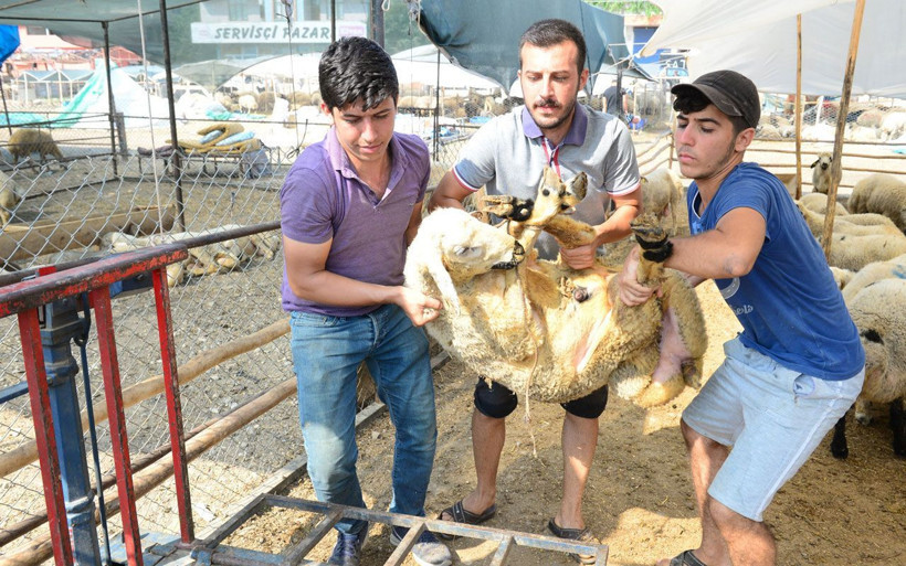 Adana'daki kurban pazarında tabelasıyla şaşırtıyor yazıyı görenler şaşkınlığını gizleyemiyor - Resim: 1