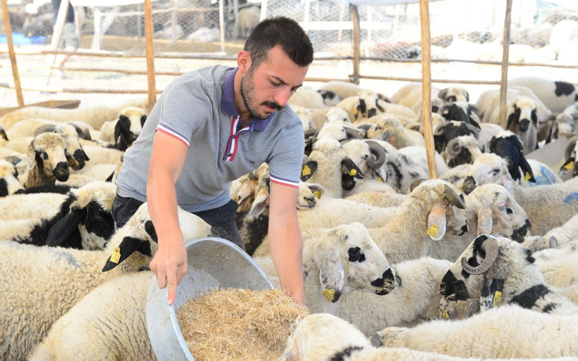 Adana'daki kurban pazarında tabelasıyla şaşırtıyor yazıyı görenler şaşkınlığını gizleyemiyor - Resim: 4