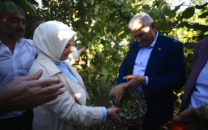 Binali Yıldırım fındık bahçesinde fındık topladı - Resim: 1