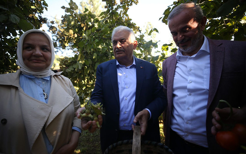 Binali Yıldırım fındık bahçesinde fındık topladı - Resim: 2