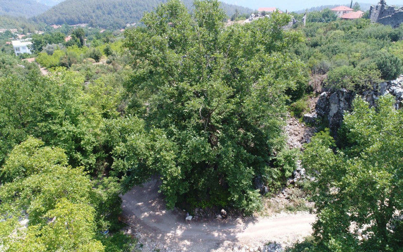 Tam 2 bin 700 yaşında deniyor Antalya'ya gelen turistlerin ilgi odağı oldu - Resim: 3