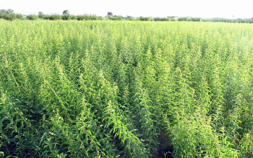 Aydın'da şifa kaynağı ekinezya ve melisa üreticisinin yüzünü güldürdü - Resim: 4