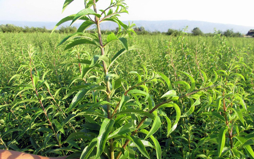 Aydın'da şifa kaynağı ekinezya ve melisa üreticisinin yüzünü güldürdü - Resim: 3