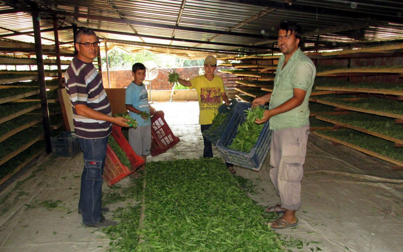 Aydın'da şifa kaynağı ekinezya ve melisa üreticisinin yüzünü güldürdü - Resim: 2