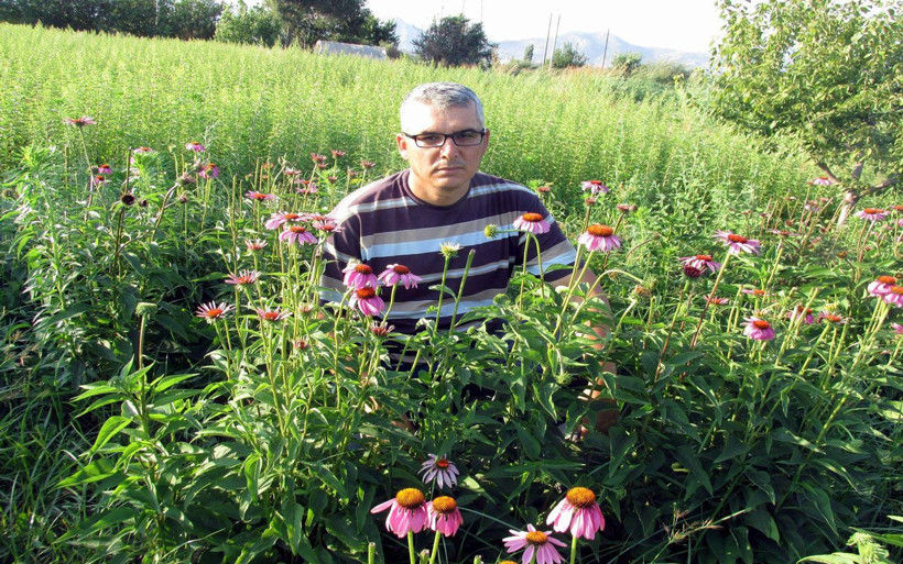 Aydın'da şifa kaynağı ekinezya ve melisa üreticisinin yüzünü güldürdü - Resim: 1