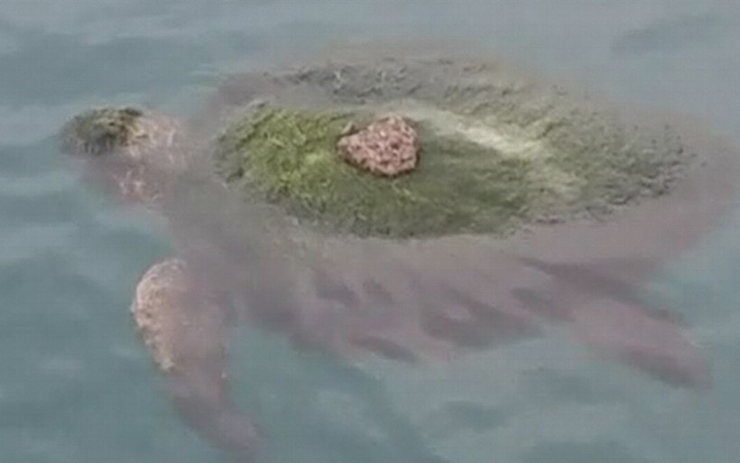 Hatay'da yosun bağlamış kaplumbağayı balıkçılar kurtardı - Resim: 1
