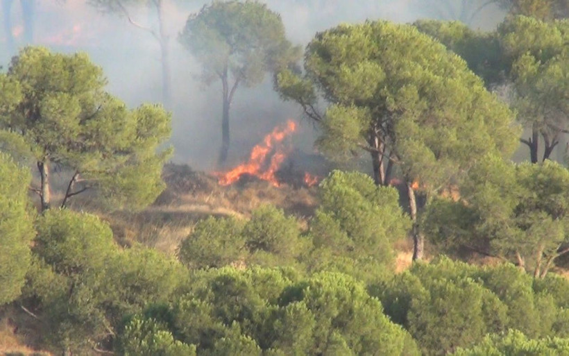 Balıkesir Ayvalık'ta sigara izmariti ormanı yaktı - Resim: 1