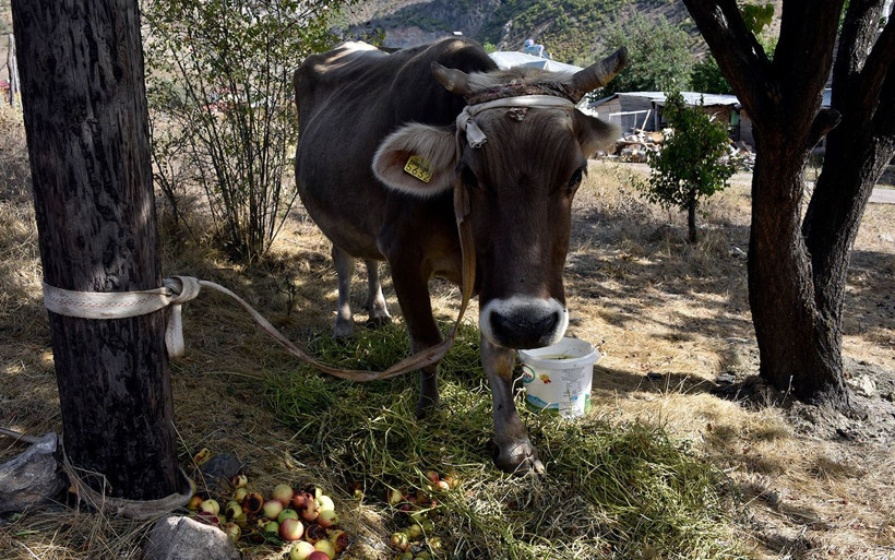 Bayburt’tan kaçan firari inek Gümüşhane’de bulundu - Resim: 1