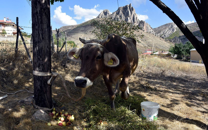 Bayburt’tan kaçan firari inek Gümüşhane’de bulundu - Resim: 2