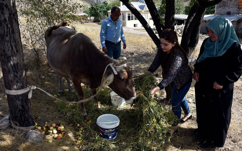 Bayburt’tan kaçan firari inek Gümüşhane’de bulundu - Resim: 3