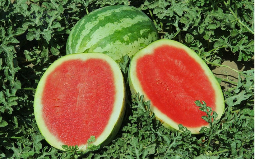 Tohumunun nereden geldiği bilinmiyor! Güreş karpuzu 6 ay bozulmuyor - Resim: 3