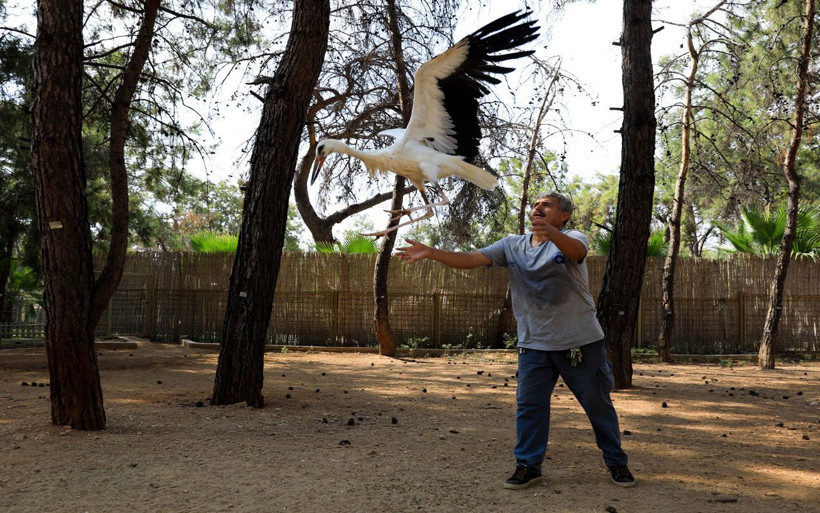 Antalya'da 5 ay önce yaralı bulunan 'Kınalı' leylek özgürlüğe kanat çırptı - Resim: 2