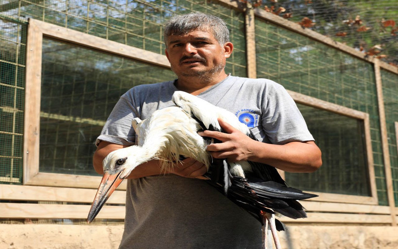 Antalya'da 5 ay önce yaralı bulunan 'Kınalı' leylek özgürlüğe kanat çırptı - Resim: 4