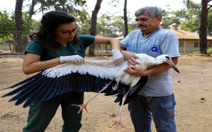 Antalya'da 5 ay önce yaralı bulunan 'Kınalı' leylek özgürlüğe kanat çırptı - Resim: 3