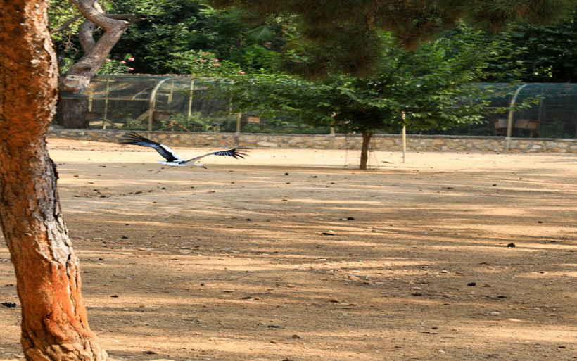 Antalya'da 5 ay önce yaralı bulunan 'Kınalı' leylek özgürlüğe kanat çırptı - Resim: 1